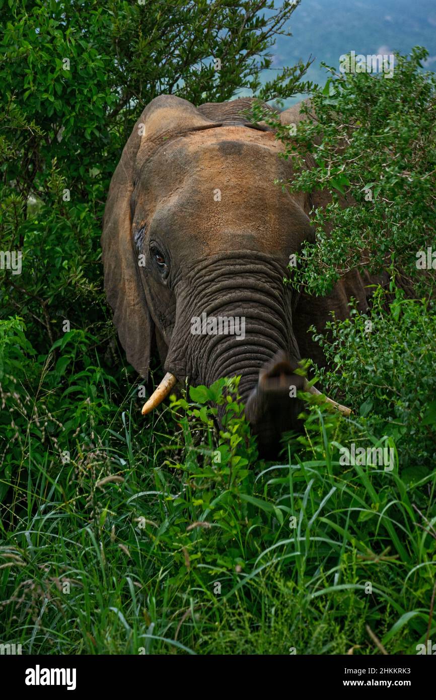 Éléphant de Bush africain - Loxodonta africana, membre emblématique des cinq grands Africains, Tsavo West, Kenya. Banque D'Images