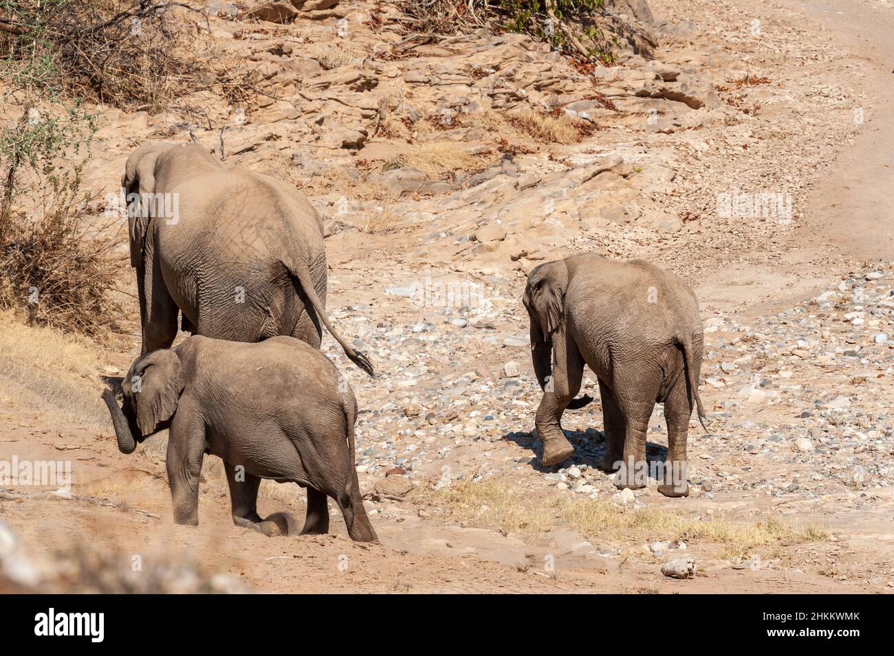 Deux éléphants de désert africains adultes - Loxodonta Africana - et leur veau errant dans le désert dans le nord-ouest de la Namibie. Banque D'Images