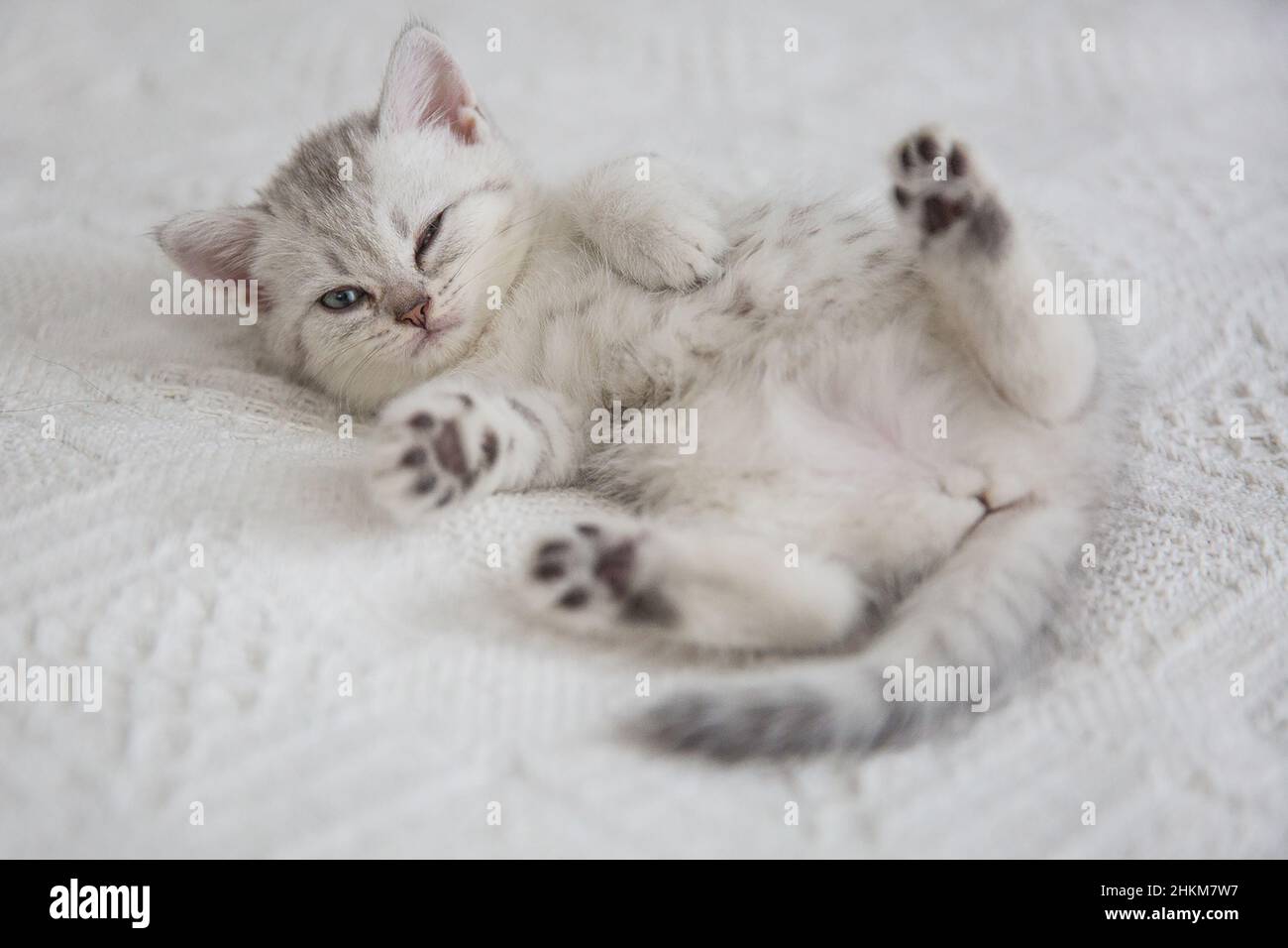 Joli tabby écossais cheveux courts chatte argent.Les chatons rêvants dorment sur un lit sous une couverture blanche et chaude.Les animaux de compagnie dorment dans une maison confortable.Toile de la vue de dessus vers le bas Banque D'Images