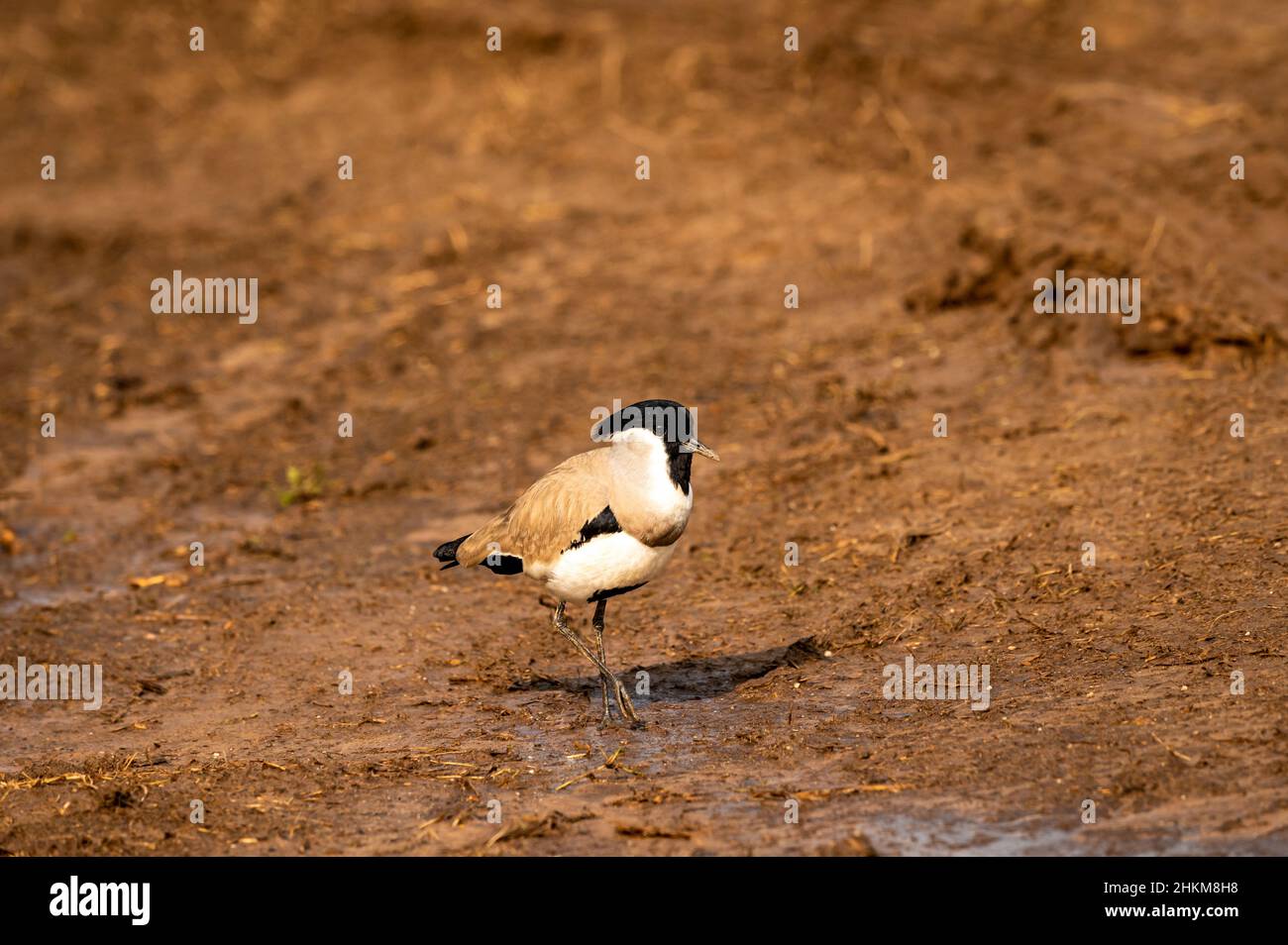 Près de la rivière des oiseaux menaçés lapwing ou Vanellus duvaucelii oiseau de près ou portrait à la zone dhikala du parc national Jim corbett ou de la réserve forestière de l'inde Banque D'Images