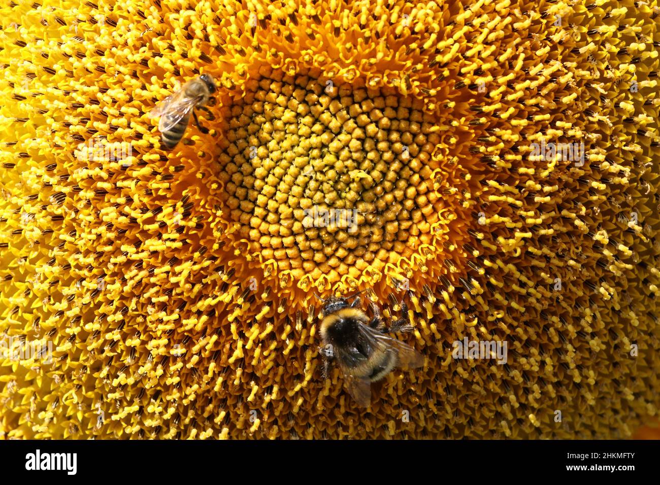 gros plan abeille et bourdon sur tournesol Banque D'Images