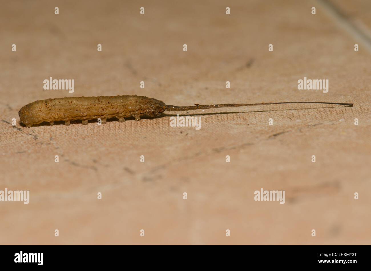 Mouche à queue de rat à la recherche d'un endroit approprié pour la marionnette.Forme larvaire du drone commun Eristalis tenax.Grande Canarie.Îles Canaries.Espagne. Banque D'Images