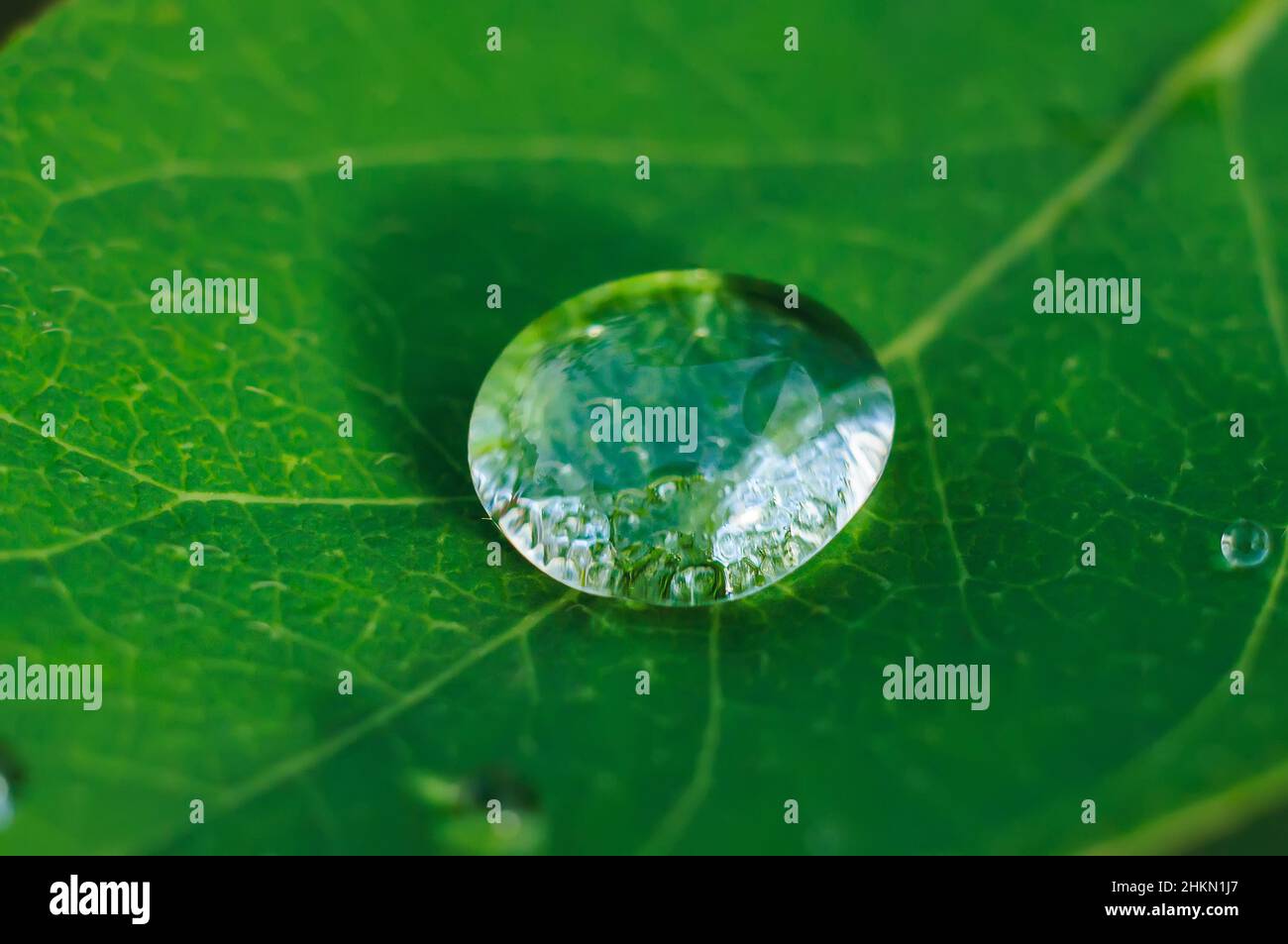 Une seule goutte brillante sur une feuille verte, image d'arrière-plan rapprochée. Banque D'Images