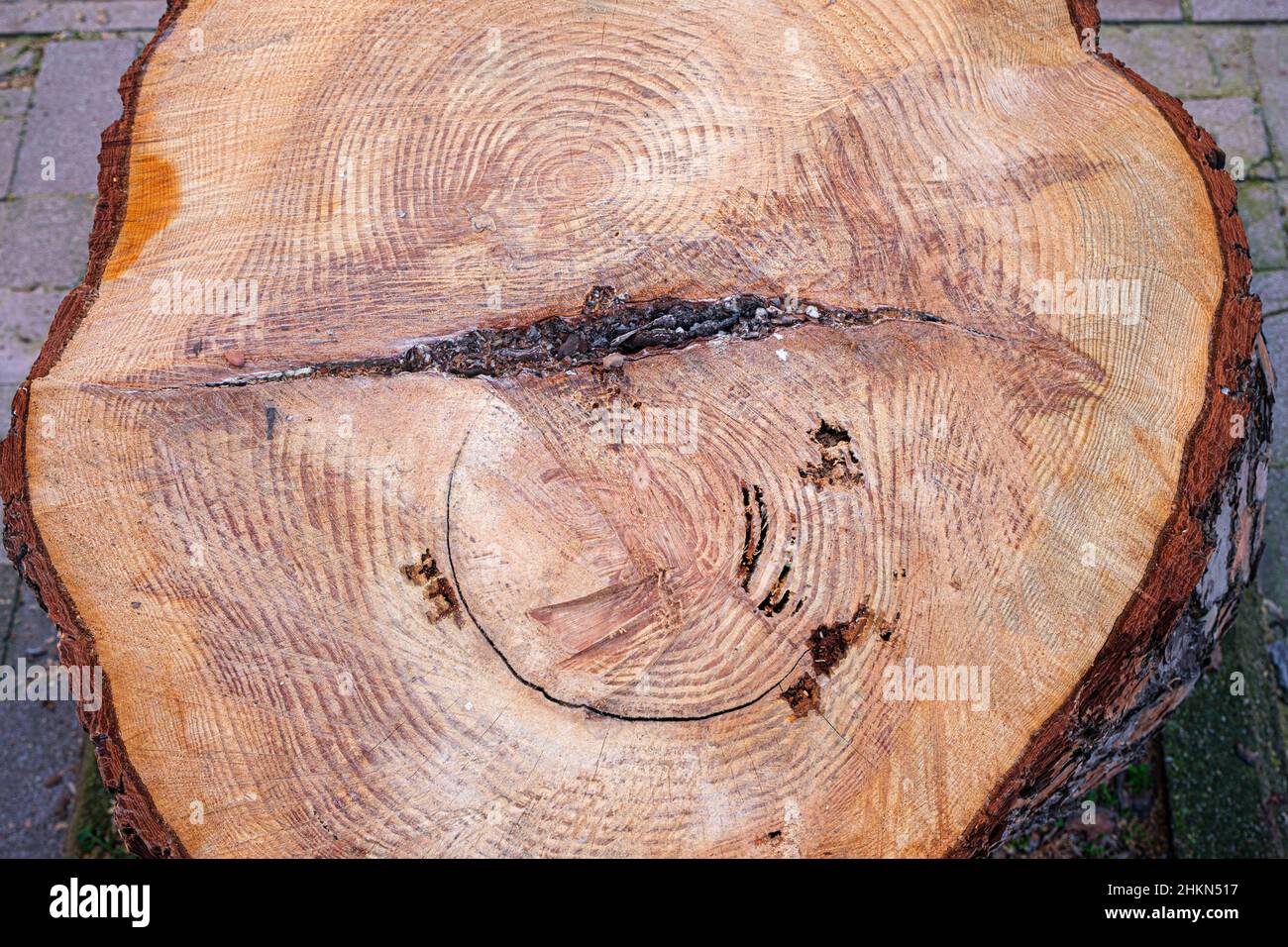 Vue de dessus du tronc de l'arbre coupé.Vue en tête de l'ancien journal détaillé.Le concept de corruption de la nature en été, au printemps ou en automne.Copiez l'espace sur la surface de la feuille de bois croustillante. Banque D'Images