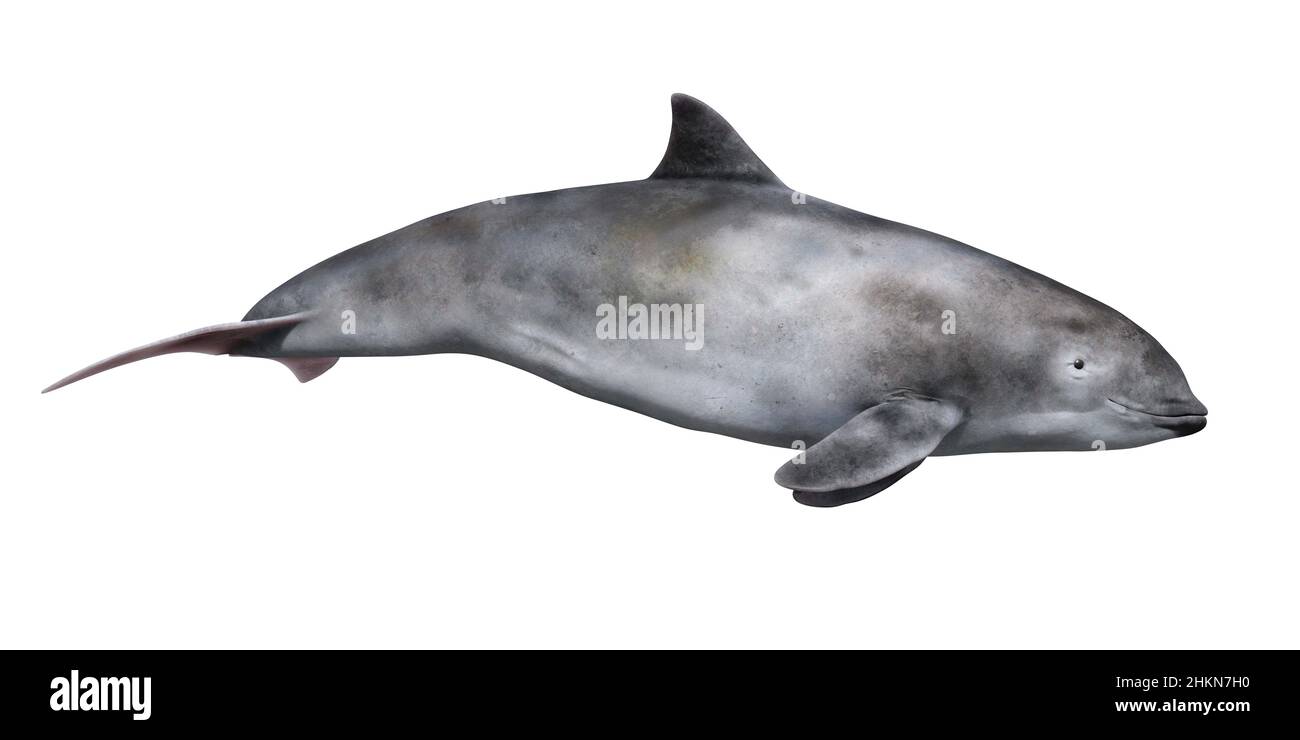 Marsouin de port, marsouin de port commun (Phocoena phocoena), illustration Banque D'Images