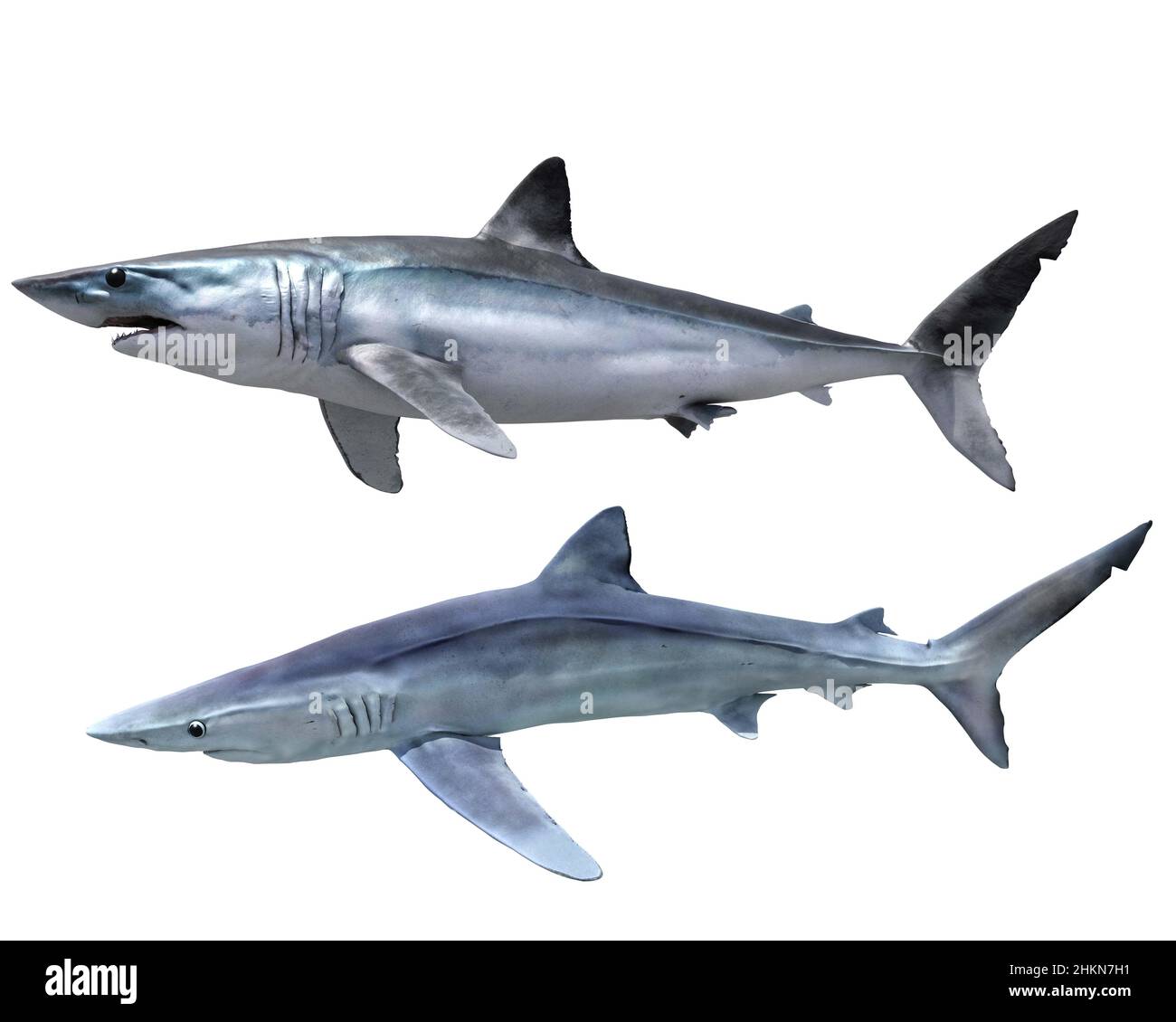 Illustration requin bleu et requin bleu à nageoires courtes sur fond blanc Banque D'Images Illustration requin bleu et requin bleu à nageoires courtes sur fond blanc Banque D'Images