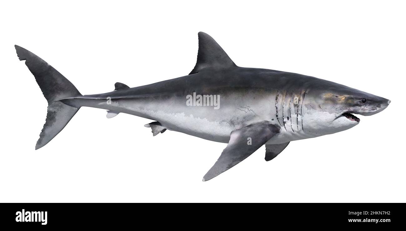 Grand requin blanc, illustration sur fond blanc Banque D'Images