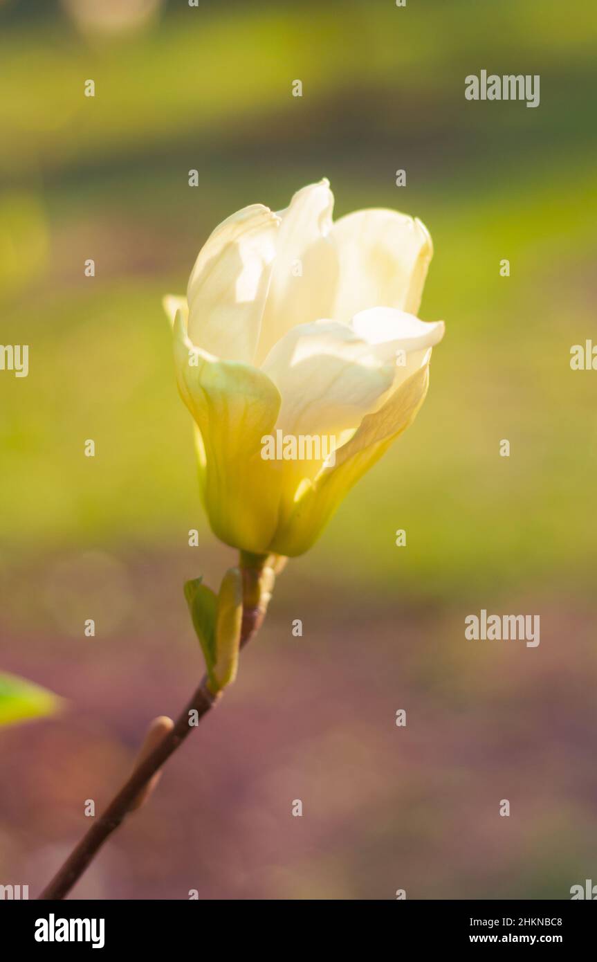 Belle fleur de magnolia blanche dans le jardin de printemps, gros plan.Lumière douce et rétro-éclairée, mise au point douce. Banque D'Images