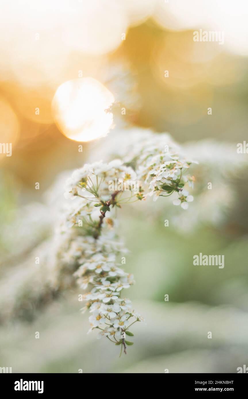 Fleurs blanches spirea fleurit dans le jardin au printemps, temps doré, lumière douce et fabuleuse du soleil couchant.Mise au point douce, arrière-plan aérien avec flou. Banque D'Images