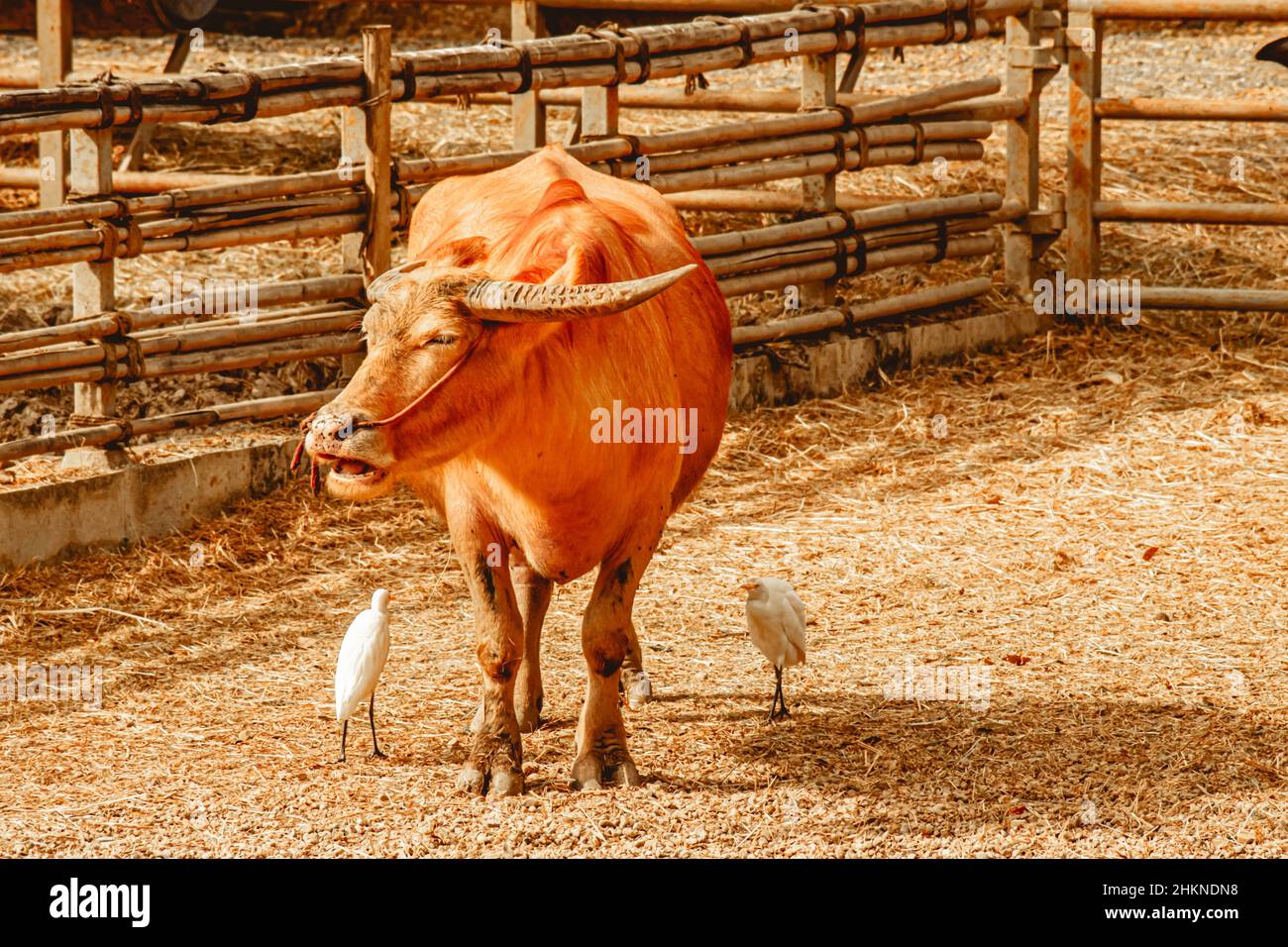 Buffle domestique avec animal de compagnie et héron blanc dans la ferme agricole Banque D'Images