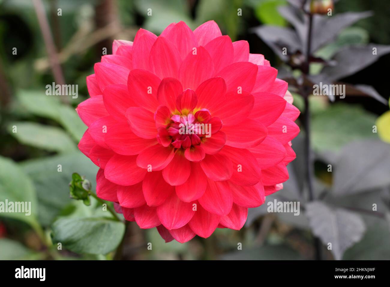 Dahlia 'Kilburn Glow' type dahlia floraison en septembre. ROYAUME-UNI Banque D'Images