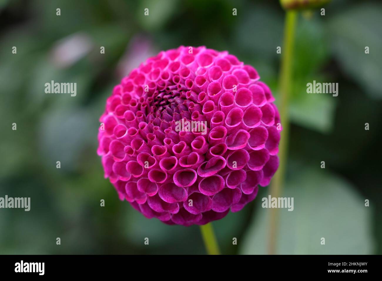 Dahlia 'Willo's Violet', une espèce de pompon de type depp, dahlia, fleurit en septembre. ROYAUME-UNI Banque D'Images