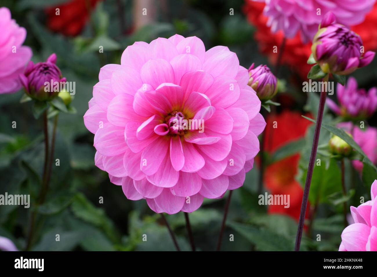 Dahlia 'andra Flirt', miniature de la fleur de dahlia de nénuphars en septembre. ROYAUME-UNI Banque D'Images