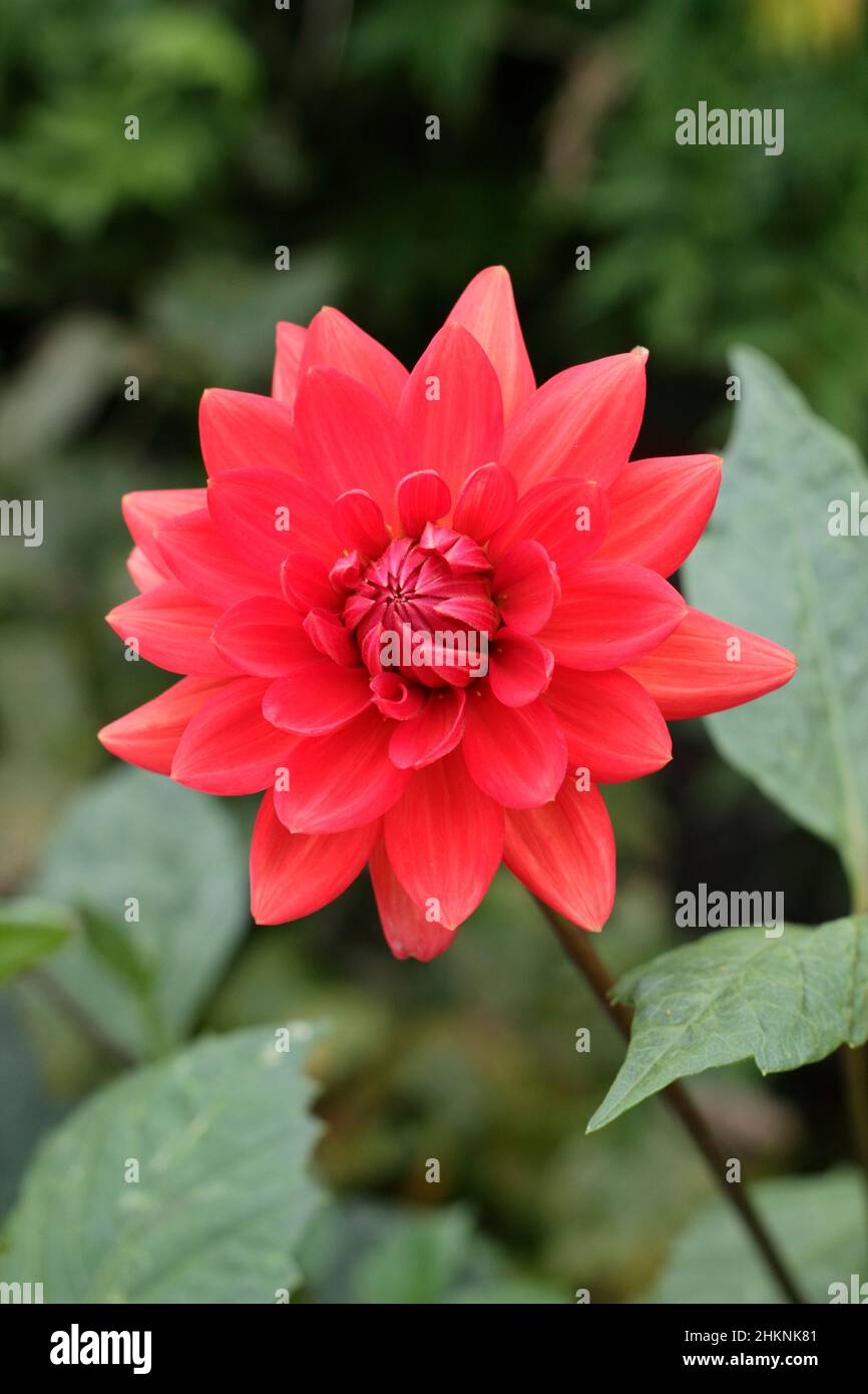 Dahlia Taratahi Ruby, petite dahlia aux nénuphars aux fleurs rouges enragelées en septembre. ROYAUME-UNI Banque D'Images