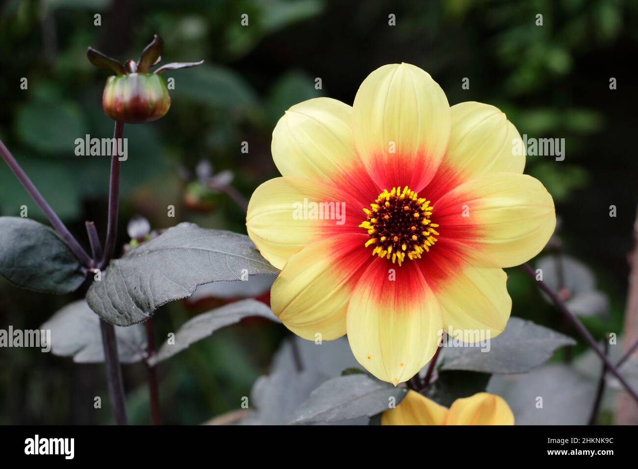 Dahlia 'Moonfire', dahlia de la literie naine avec une fleur de feuillage foncé en septembre. AGM. Parfois appelé Dahlia 'Sunshine. ROYAUME-UNI Banque D'Images