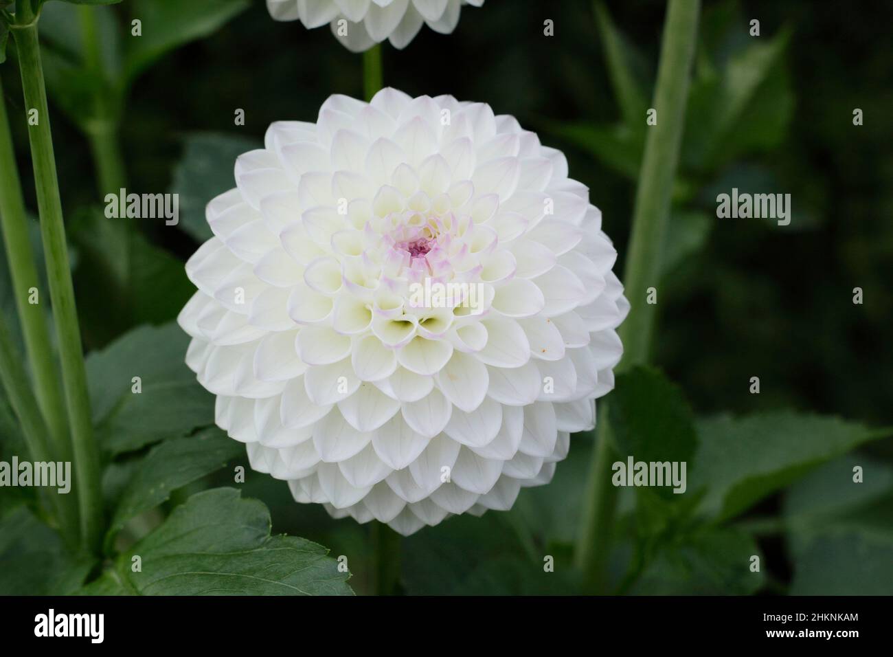 Mauve white dahlia Banque de photographies et d'images à haute résolution -  Alamy