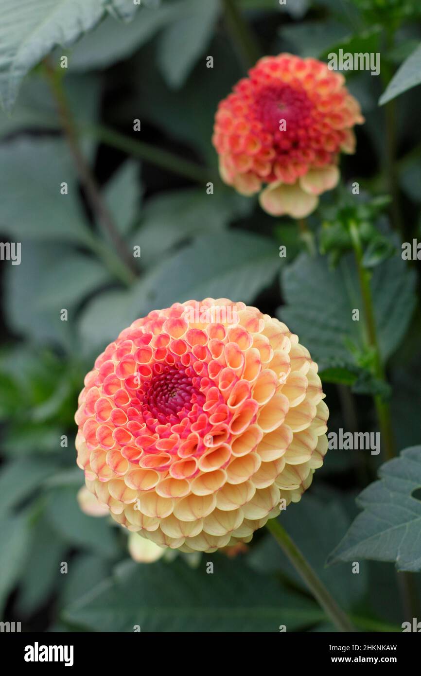 Dahlia Rosemary Dawn, grand pompon dahlia avec fleurs d'oranger fleuries en septembre. ROYAUME-UNI Banque D'Images
