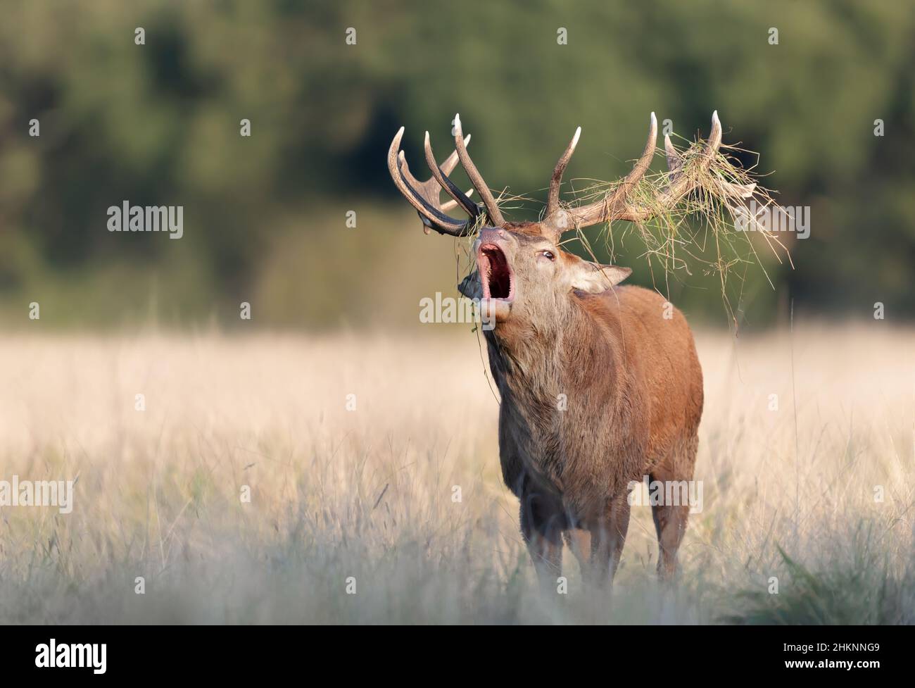 Gros plan d'un cerf de Virginie qui appelle pendant la saison de rutting à l'automne, au Royaume-Uni. Banque D'Images