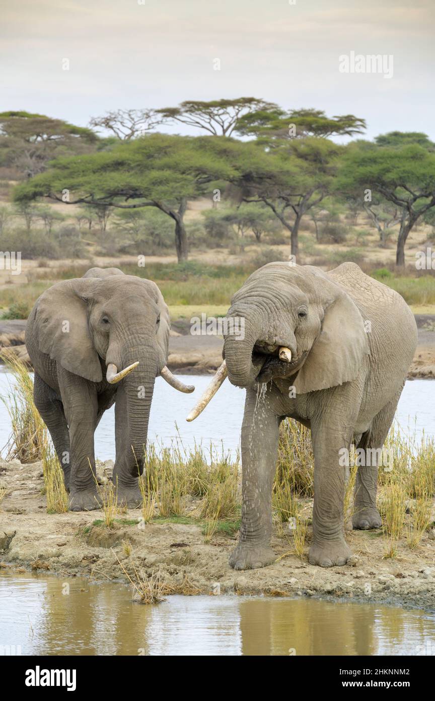 Deux éléphants d'Afrique (Loxodonta africana) eau potable de taureau provenant du lac Masek, zone de conservation de Ngorongoro, Tanzanie, Afrique. Banque D'Images