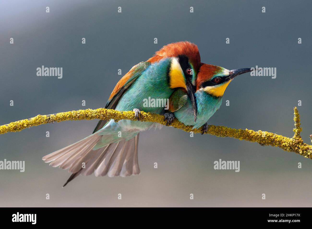 European Bee eaters , Merops apiaster, Comunidad valenciana, Espagne Banque D'Images