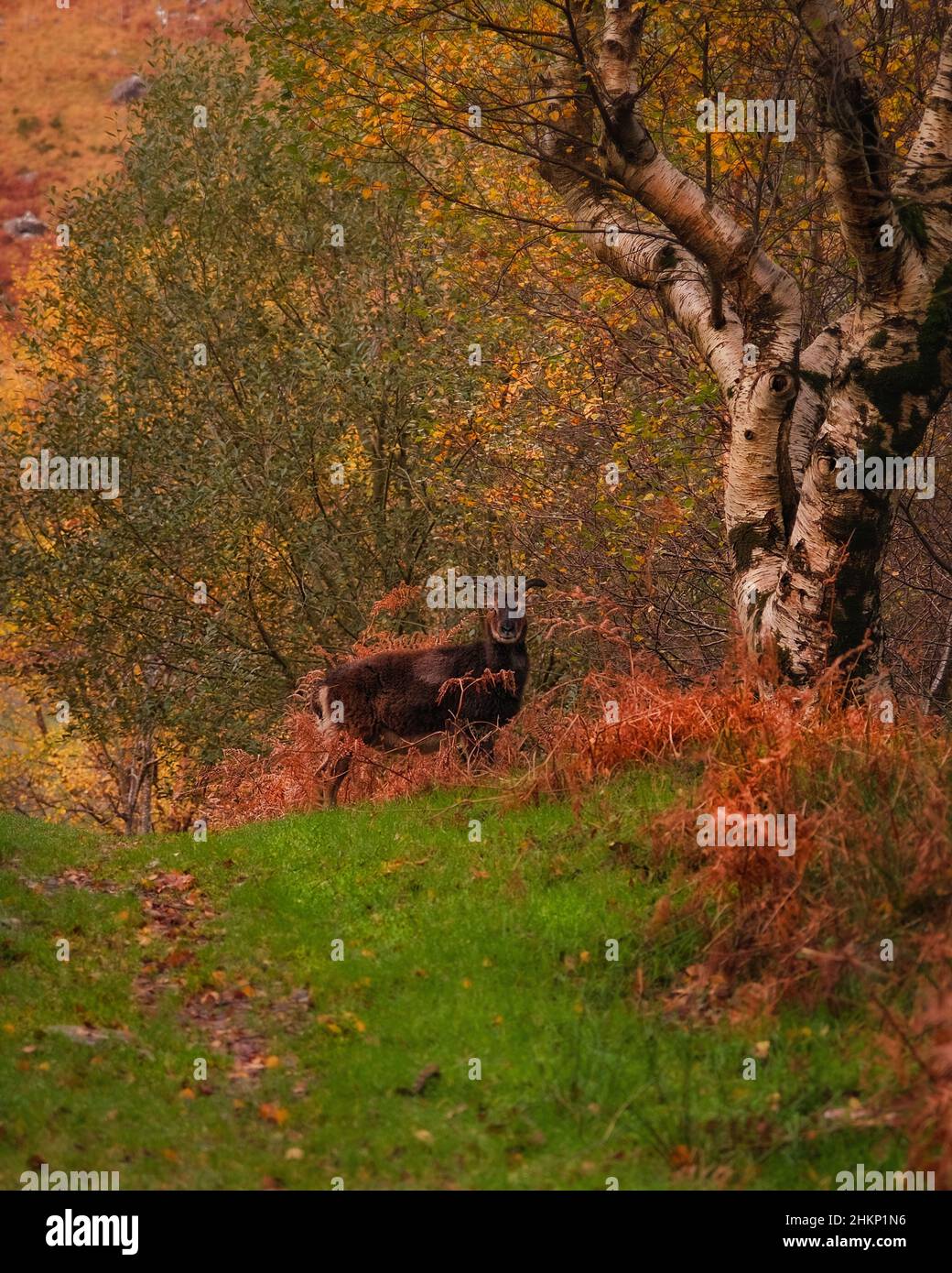 Parc Gleninchaquin en automne doré Banque D'Images