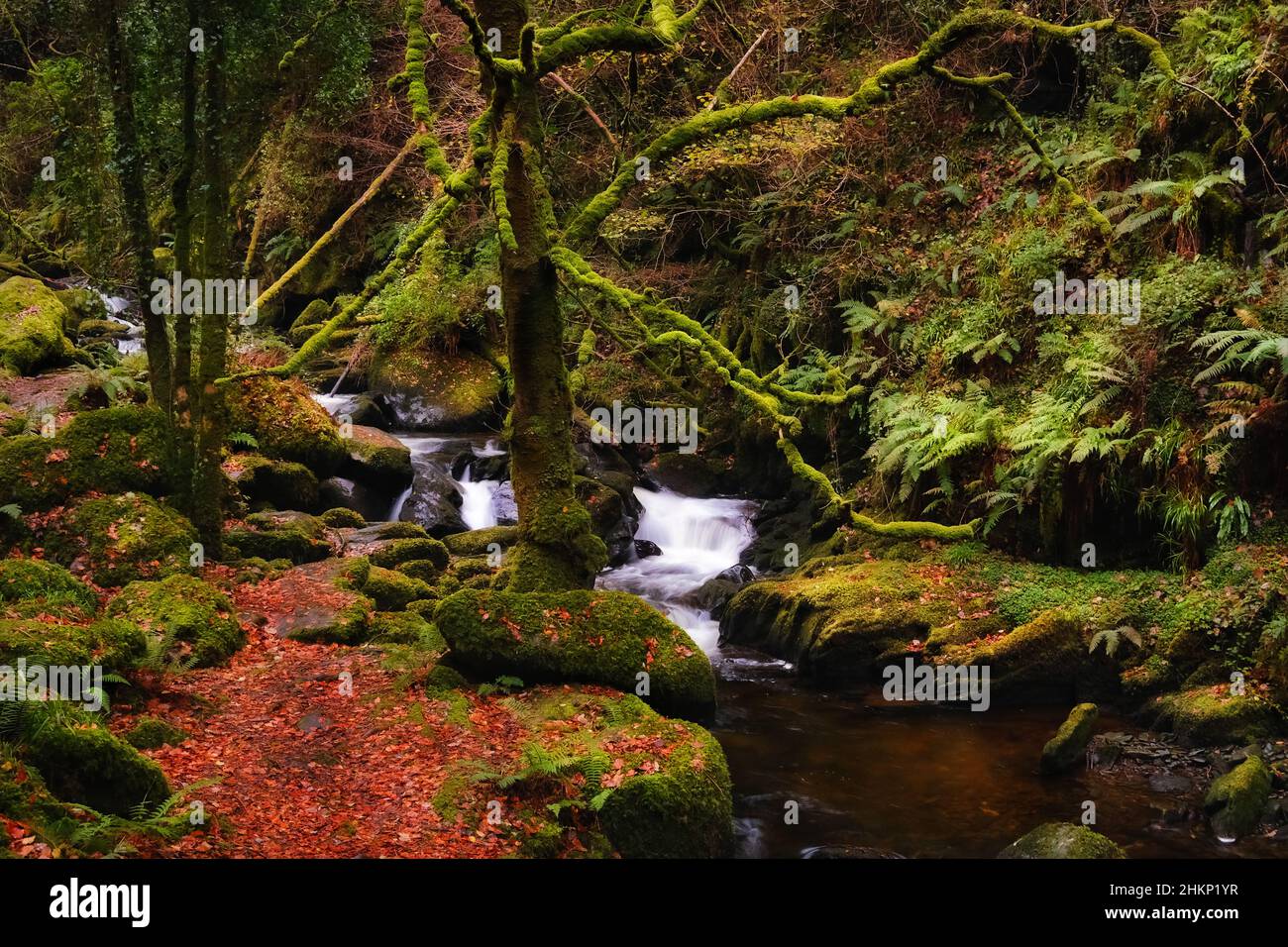 Photo pittoresque et mystérieuse de Mountain creek dans les montagnes de Wicklow, en Irlande Banque D'Images