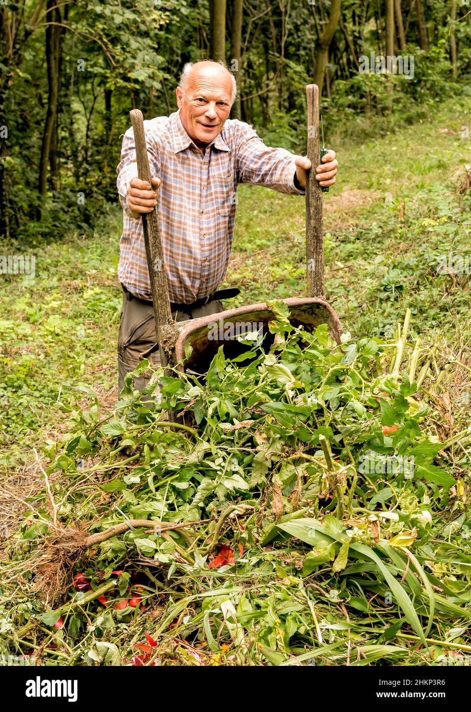 Homme âgé transportant de vieilles plantes et de l'herbe avec des brouettes dans le jardin.Nettoyage d'automne. Banque D'Images