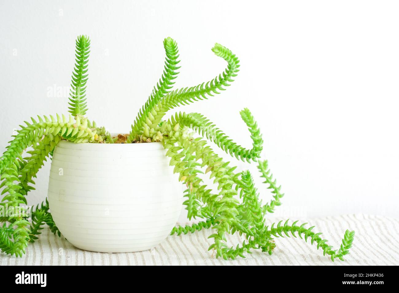 Gros plan d'un cactus vert. Feuilles de cactus vertes. Arrière-plan de couleur verte. Fond d'écran de motif de plante Cactus. Motifs végétaux succulents. Banque D'Images