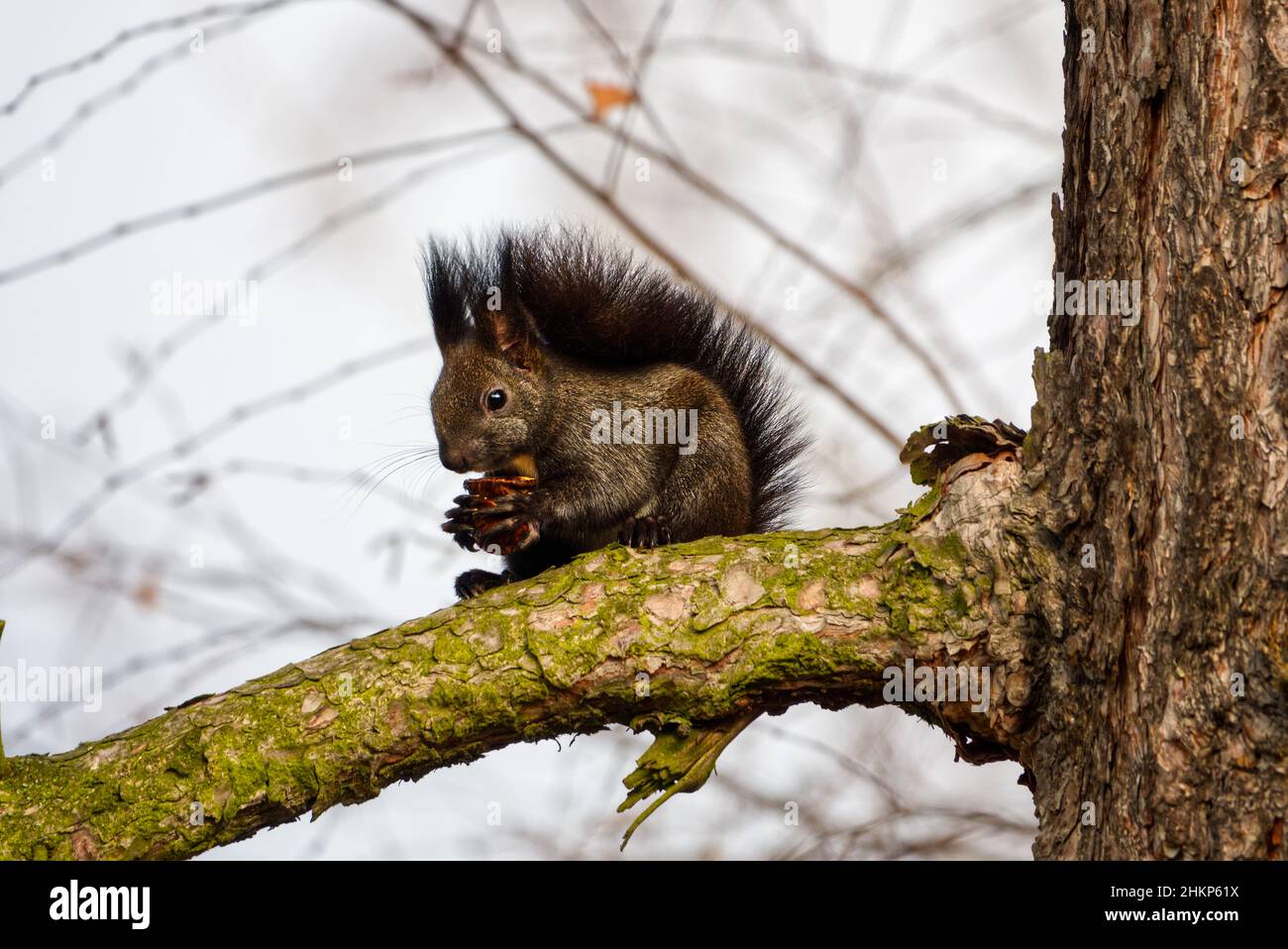 Variante noire d'un écureuil rouge eurasien assis sur la branche avec un écrou Banque D'Images