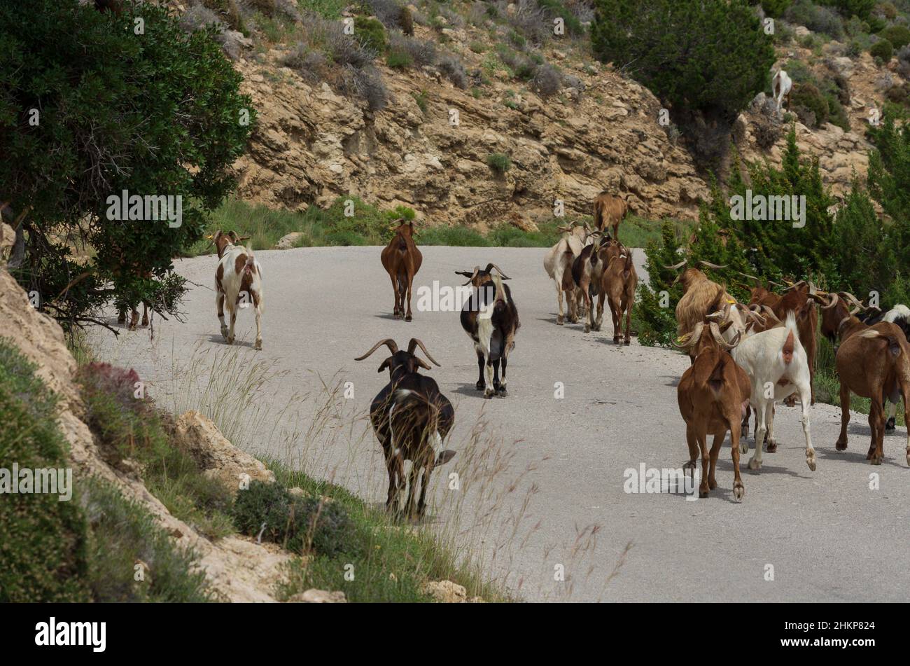 Un troupeau de chèvres s'avance sur une autoroute dans une zone montagneuse (Rhodes, Grèce) Banque D'Images