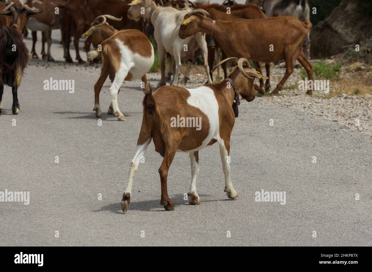 Une chèvre marche un peu loin du troupeau sur la route (Rhodes, Grèce) Banque D'Images