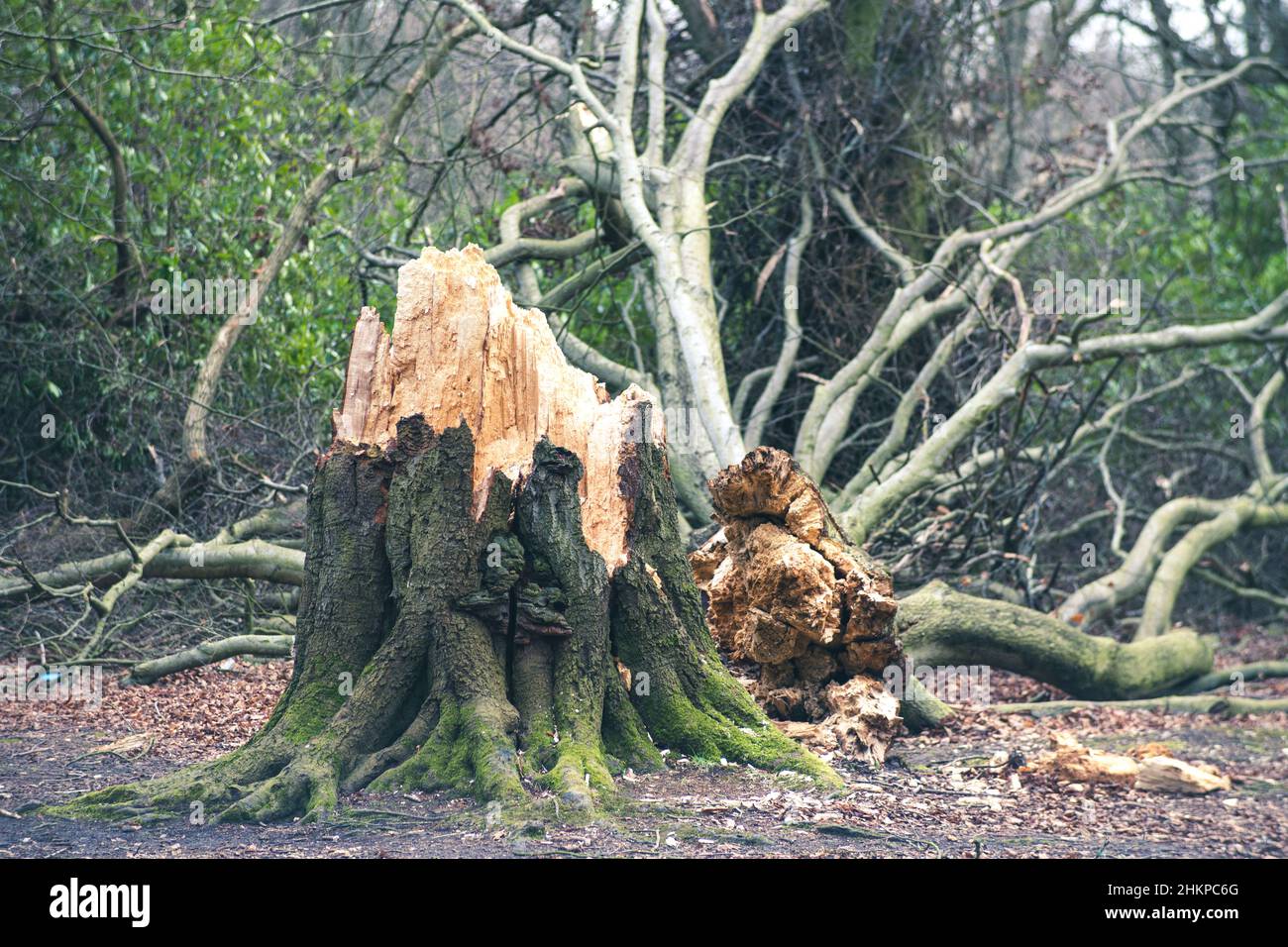 Dommages causés par la tempête à l'hiver 2022 - exemple d'un des nombreux arbres touchés, à Newcastle upon Tyne, au Royaume-Uni. Banque D'Images
