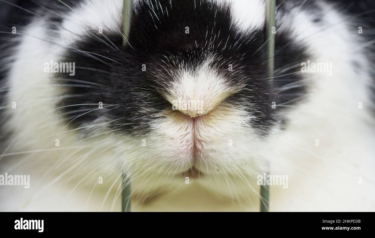 nez de lapin derrière le treillis, gros plan de lapin malheureux dans la cage Banque D'Images
