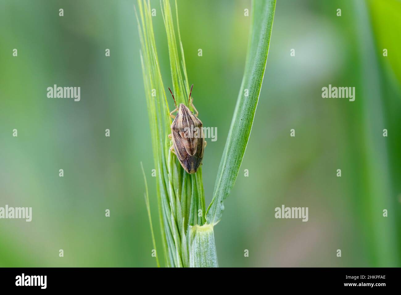 Photo macro d'un Évêques Mitre Shieldbug (Aelia acuminata).C'est un ravageur commun de céréales. Banque D'Images