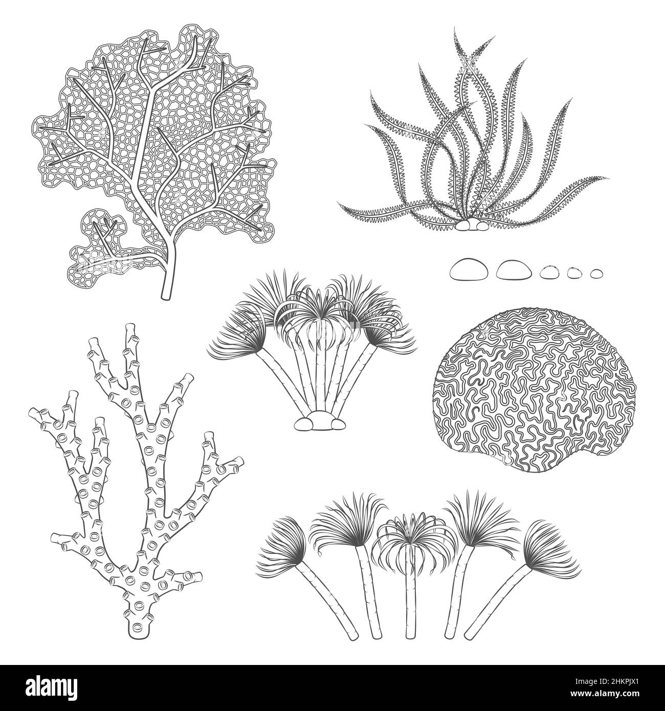 Jeu d'illustrations en noir et blanc avec coraux et algues.Objets vectoriels isolés sur fond blanc. Illustration de Vecteur