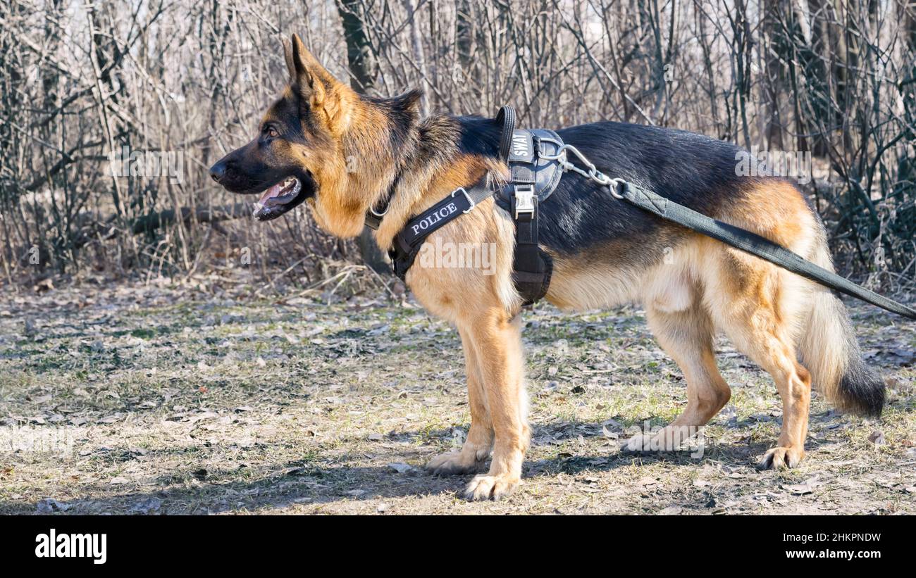 chien de berger debout dans une forêt Banque D'Images