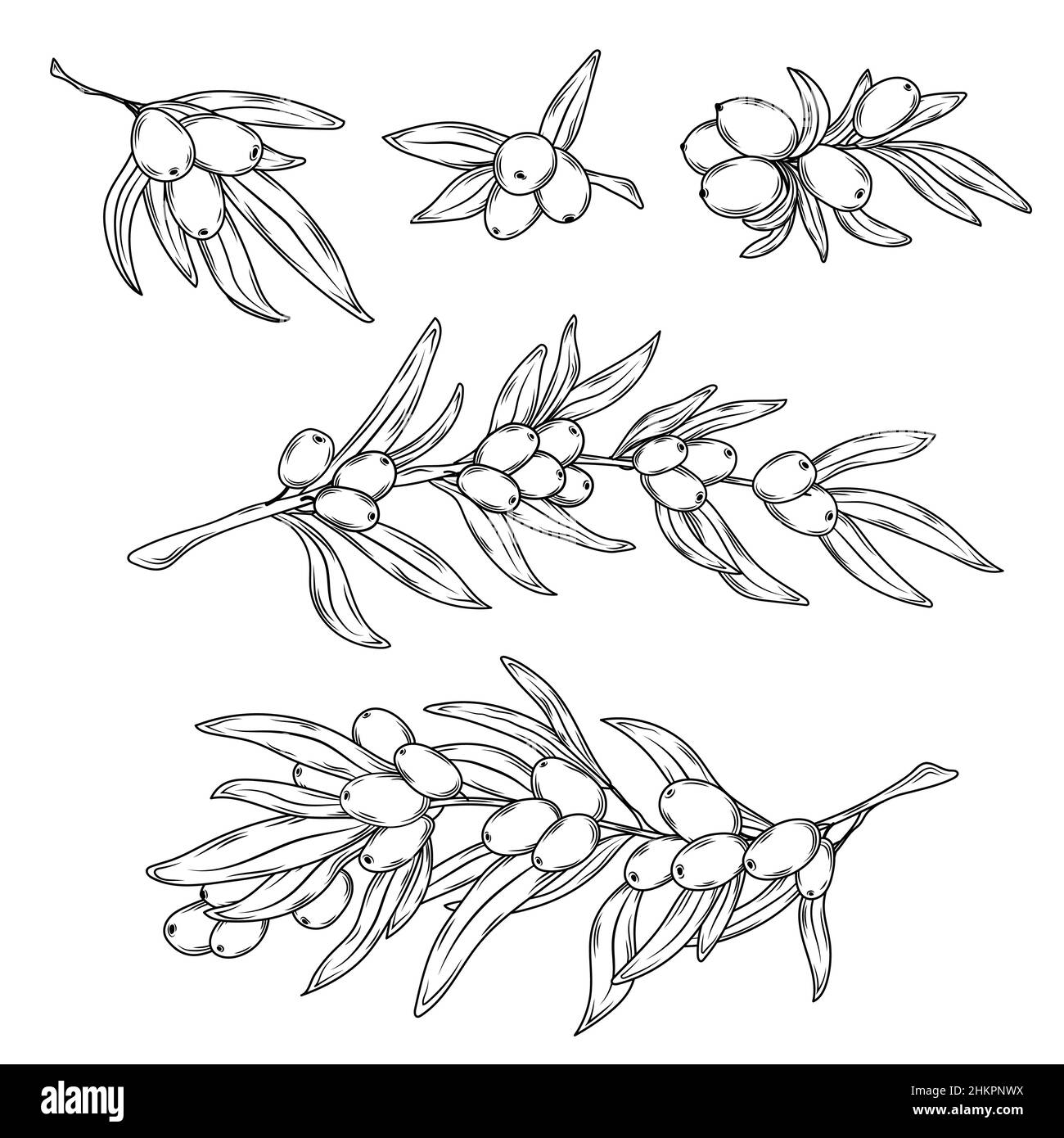 Illustration du stock vectoriel d'argousier. Illustration de Vecteur