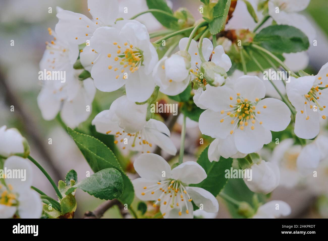 Fleurs de pomme, fleurs et bourgeons de pommiers sur l'arbre Banque D'Images