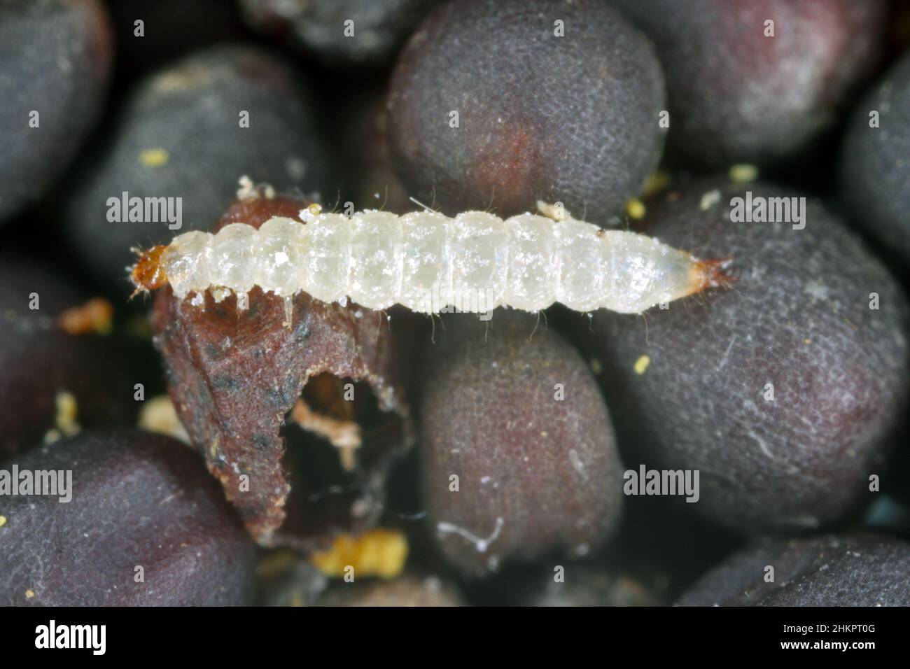 Le coléoptère à dents de scie Oryzaeiphilus surinamensis est un insecte de la famille des Silvanidae. C'est un ravageur commun dans le monde entier dans les entrepôts et les maisons. Larve Banque D'Images
