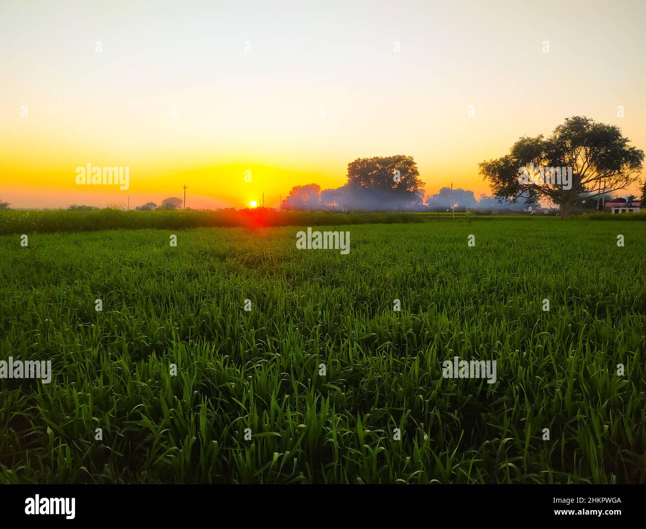 Magnifique coucher de soleil coloré sur le champ de la plante de blé avec la brume et les arbres Banque D'Images