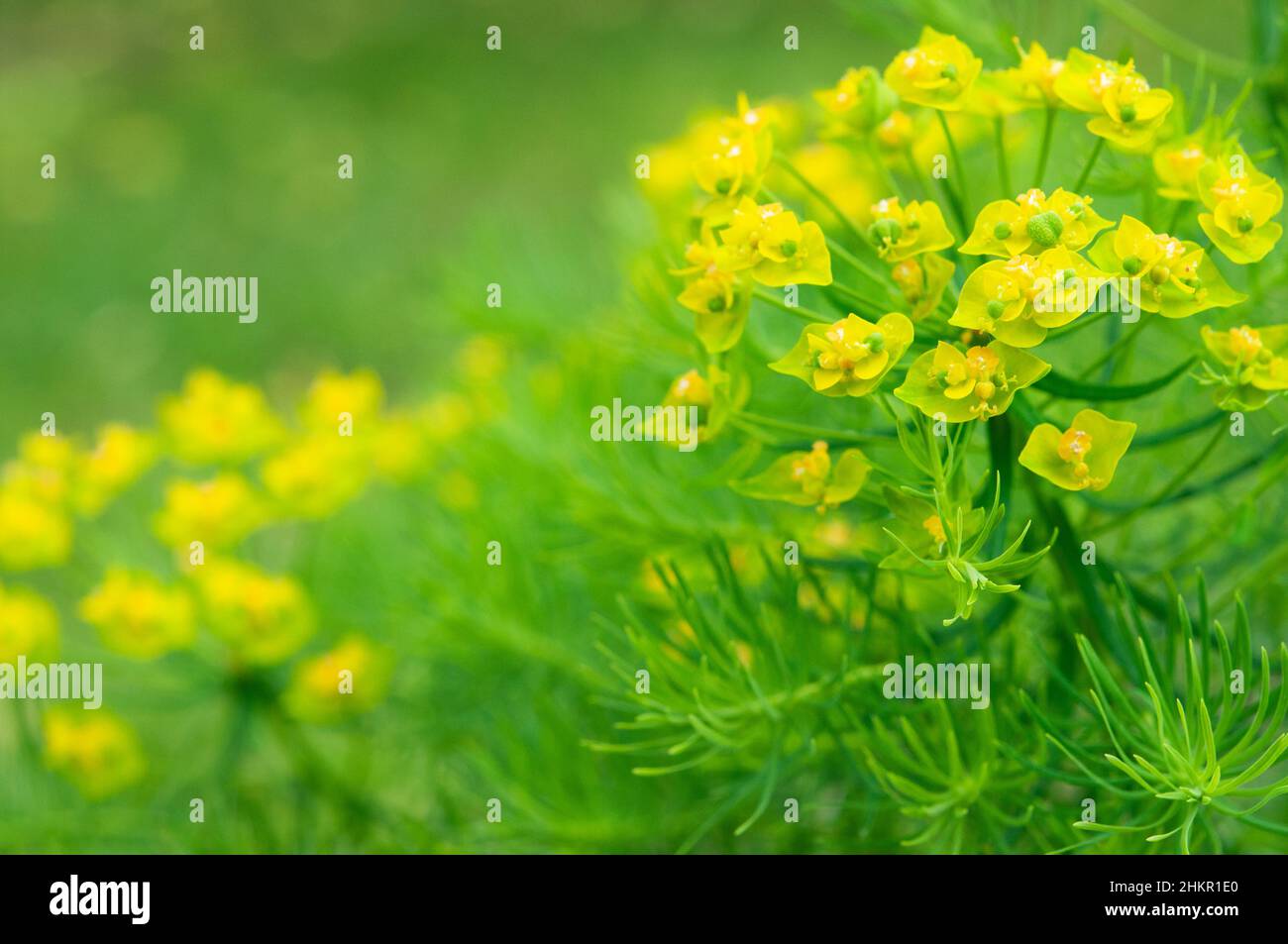 Le sphèce cyparissias de cyprès d'Euphorbia fleurit en pleine fleur Banque D'Images