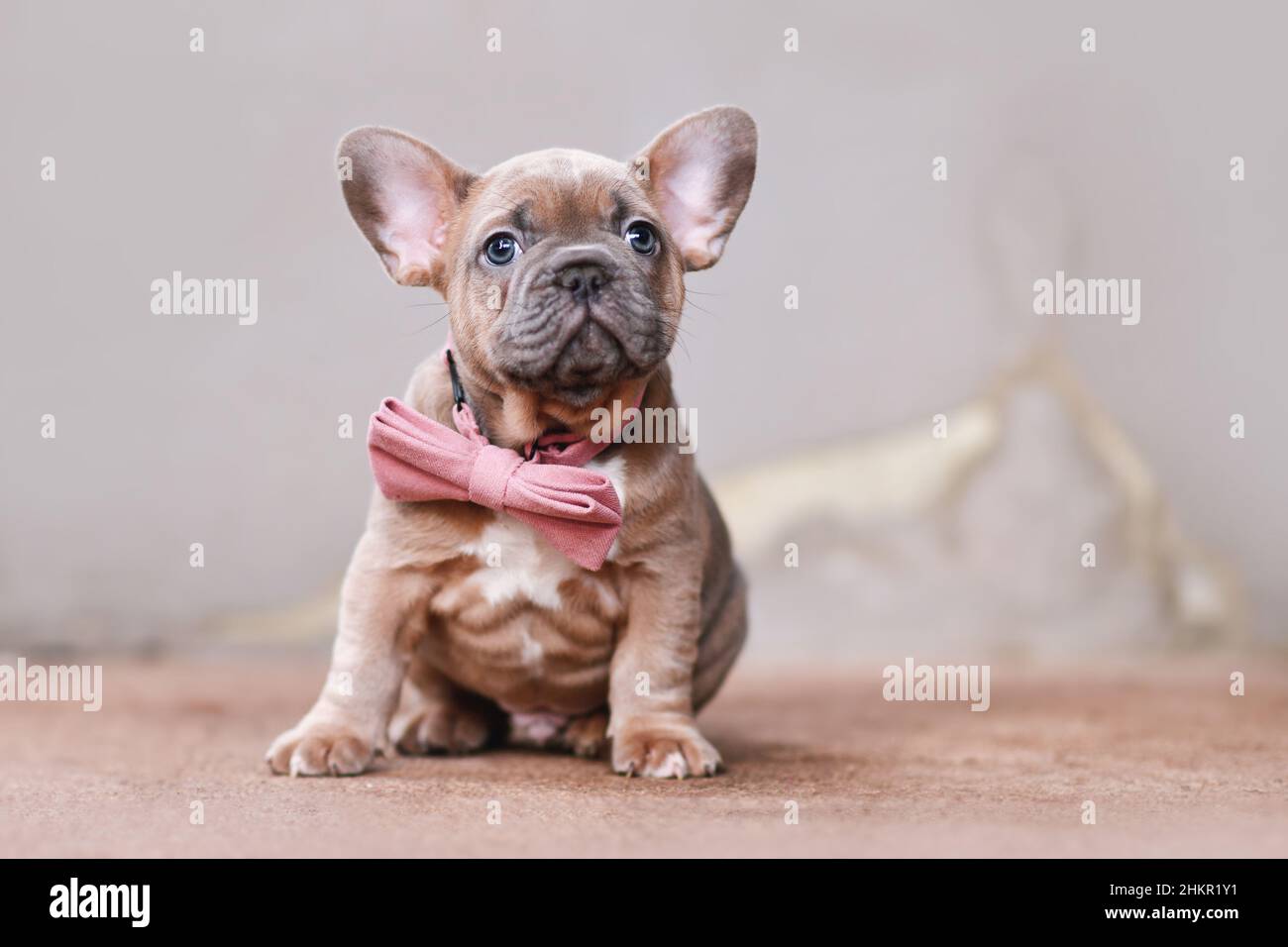 Bleu rouge fauve chien Bulldog chiot avec noeud rose Banque D'Images