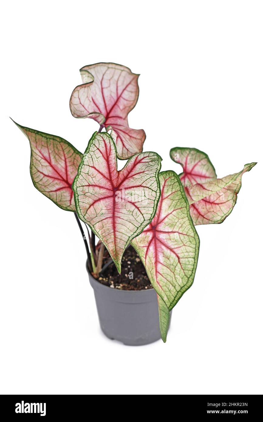 Belle plante exotique 'Caladium White Queen' avec des feuilles blanches et des veines roses dans un pot isolé sur fond blanc Banque D'Images