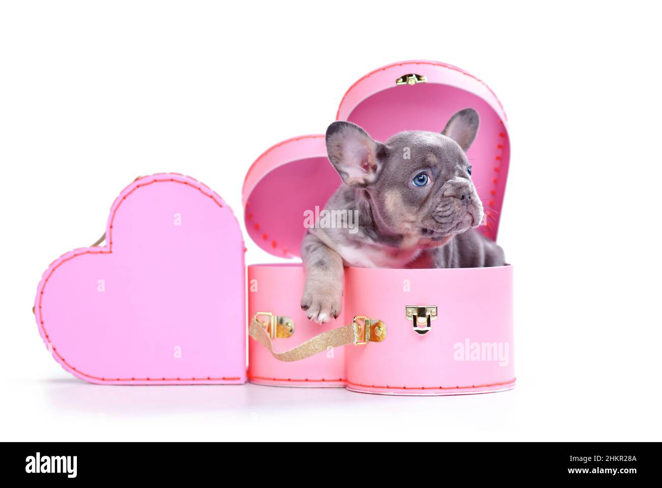 Chien Bulldog français chiot dans la boîte de coffre de la Saint-Valentin en forme de coeur rose sur fond blanc Banque D'Images