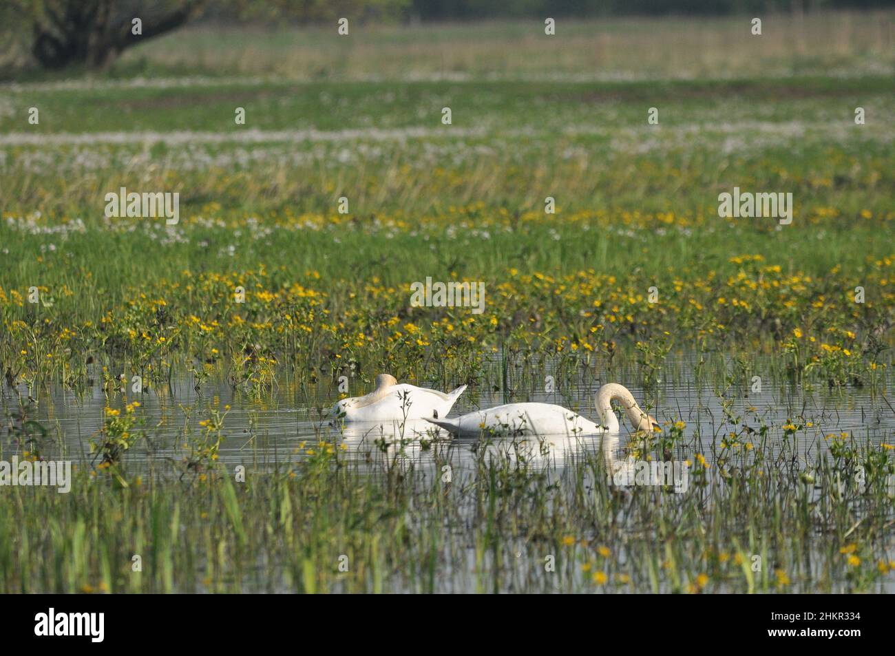 Muet cygne nageant sur le lac, rivière.Un oiseau blanc neige à long cou, formant un couple aimant et une famille bienveillante. Banque D'Images