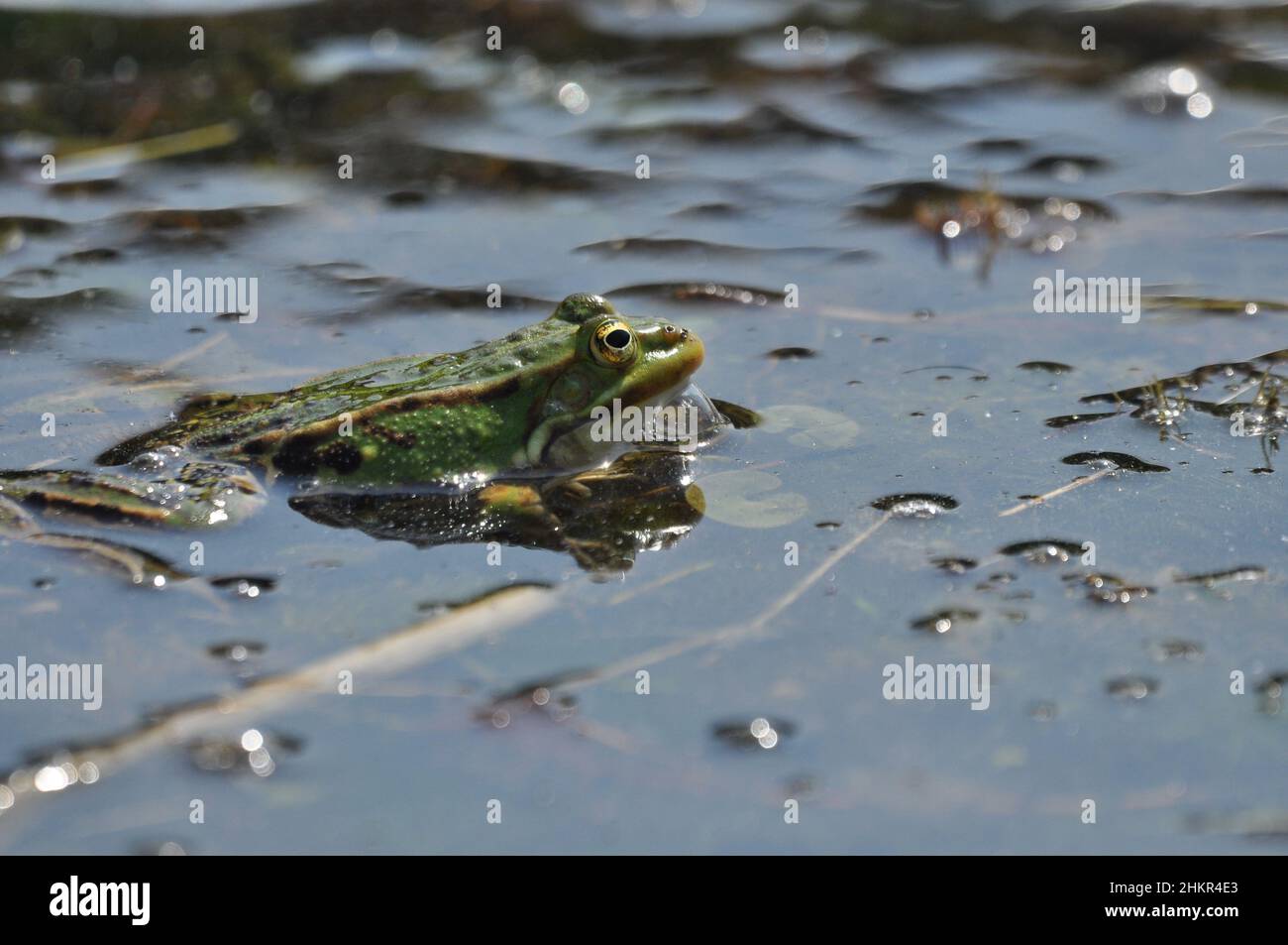 Accouplement de grenouille verte dans les zones humides.Printemps et reproduction des amphibiens. Banque D'Images