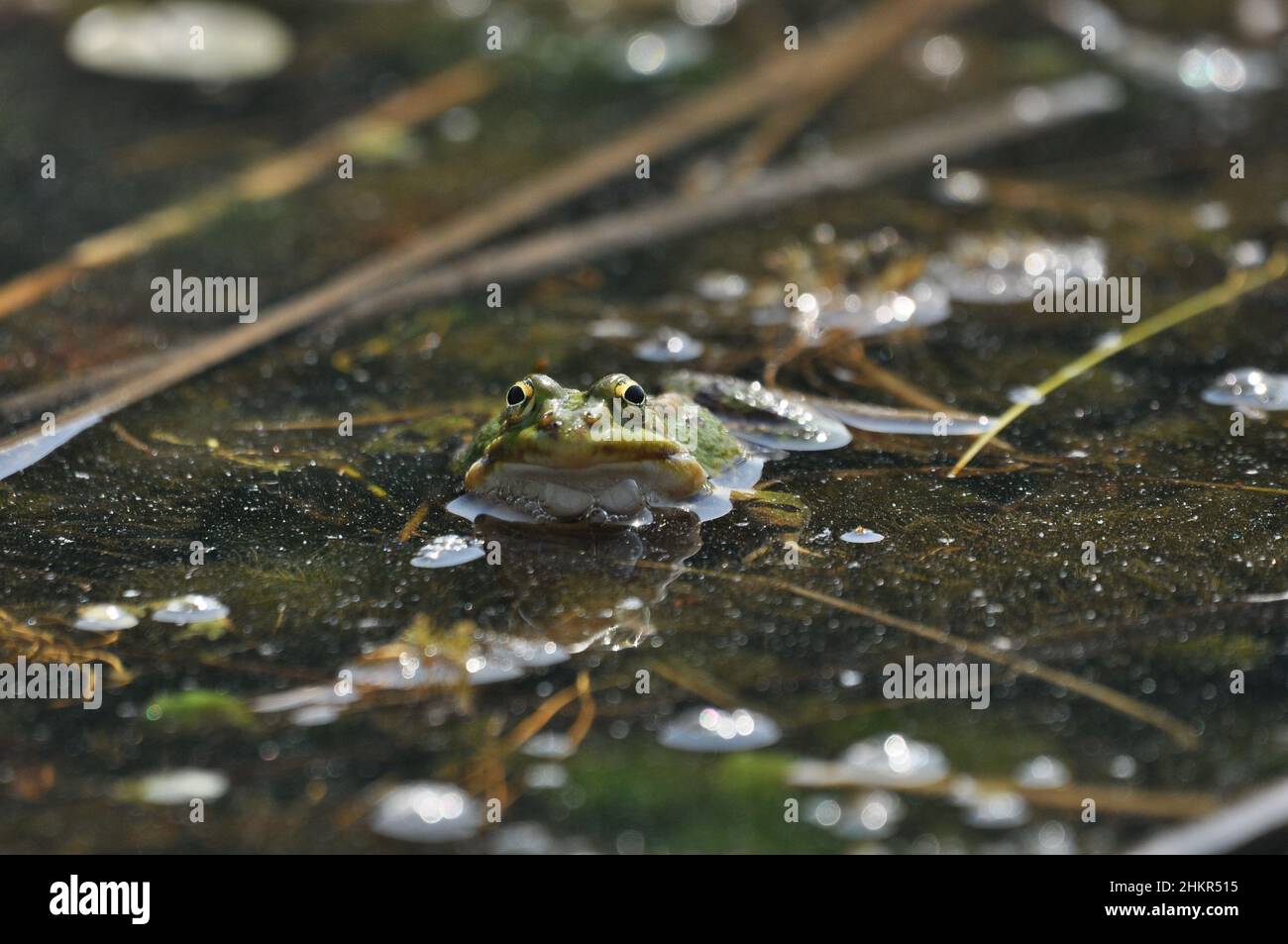 Accouplement de grenouille verte dans les zones humides.Printemps et reproduction des amphibiens. Banque D'Images