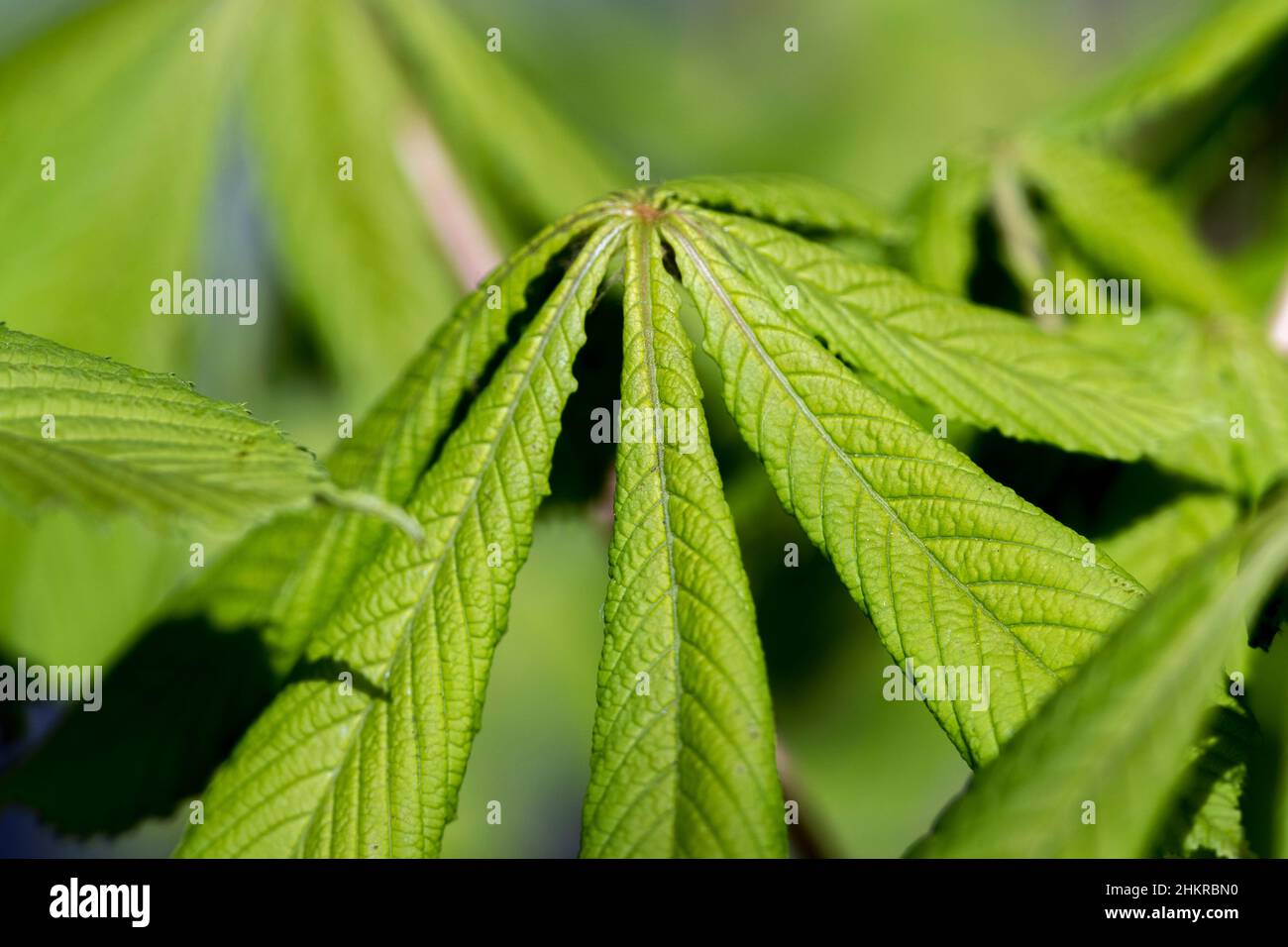 Châtaigne de cheval; Aesculus hippocastanum; feuilles; printemps; Royaume-Uni Banque D'Images