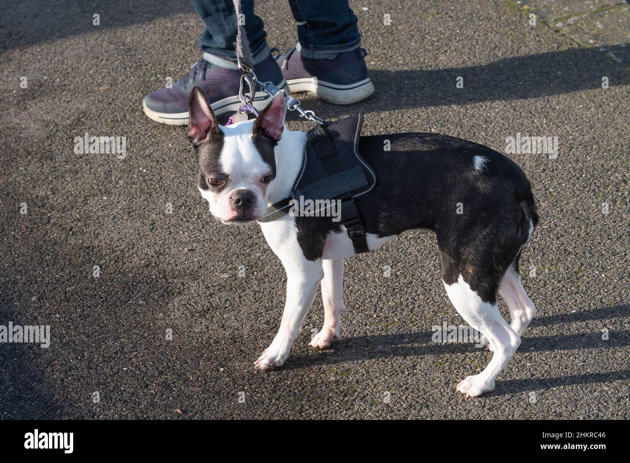 Boston Terrier chiot portant un harnais et un collier avec un crochet de  sécurité reliant les deux articles.Elle tire et tourne légèrement Photo  Stock - Alamy