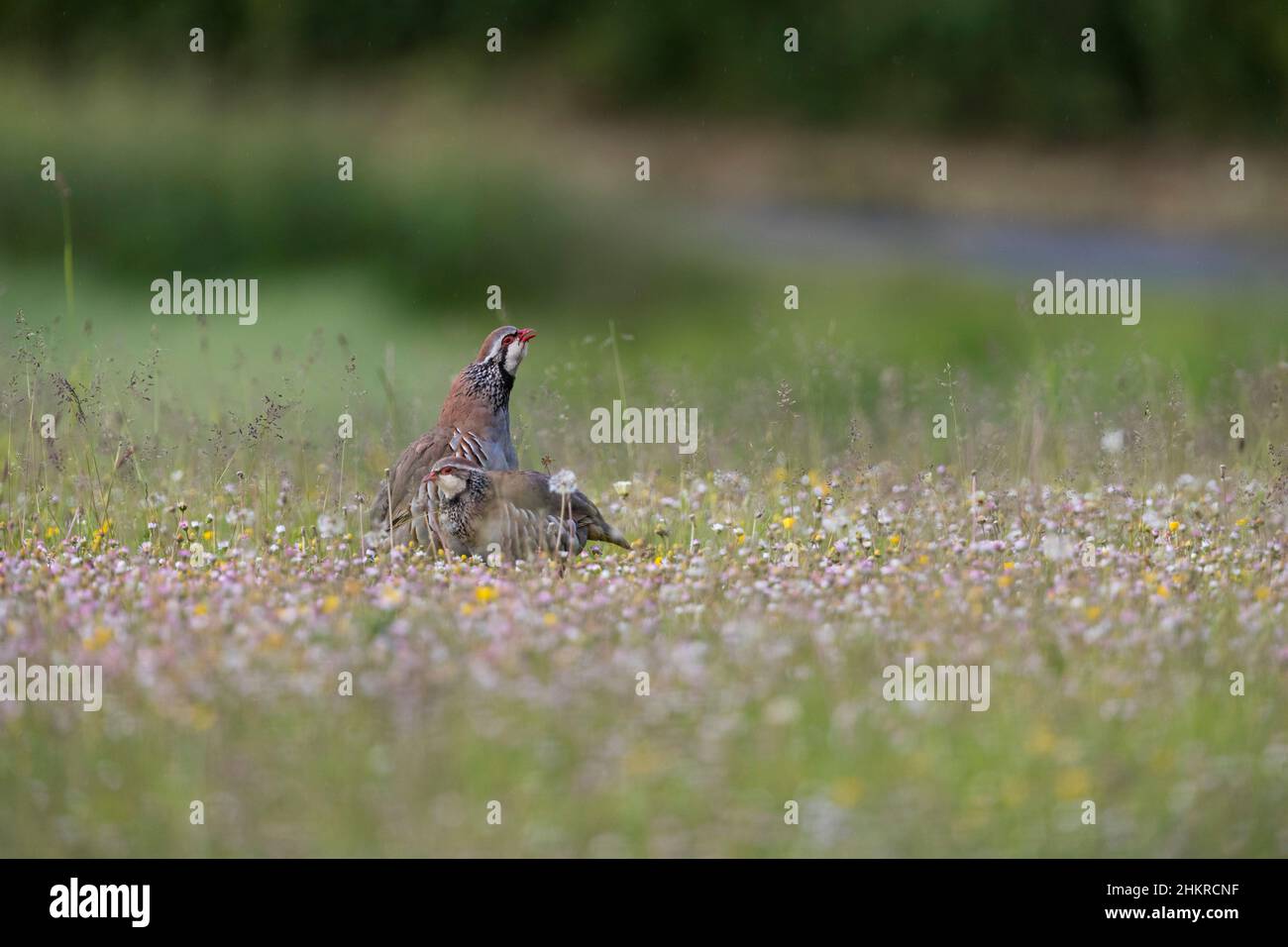 Partridge à pattes rouges; Alectoris rufa; avec Daisies; Royaume-Uni Banque D'Images